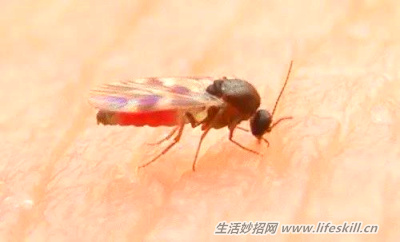 蠓虫叮咬比蚊凶狠,教你3招来防范